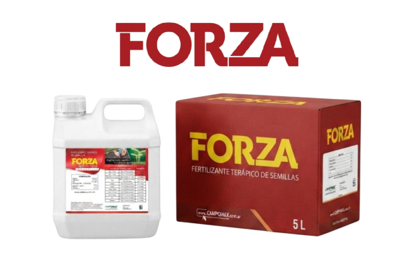 FORZA sin fondo
